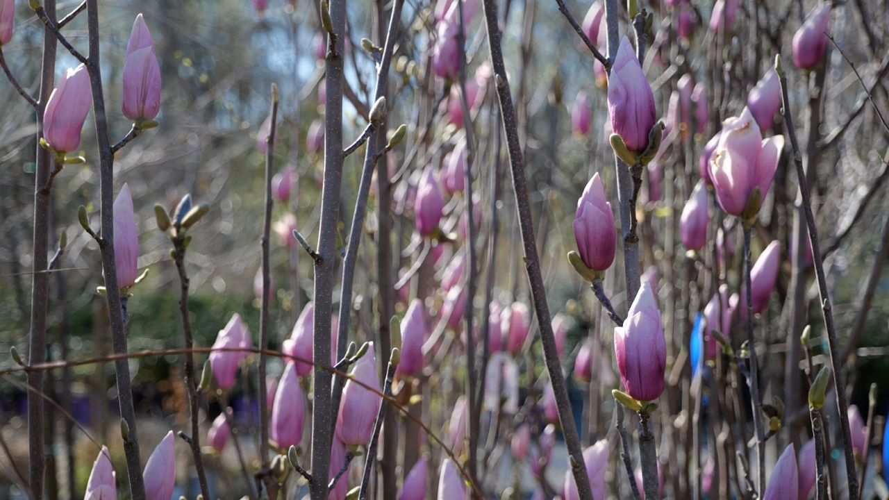 Get It Growing: Now is a good time to assess tree and shrub health